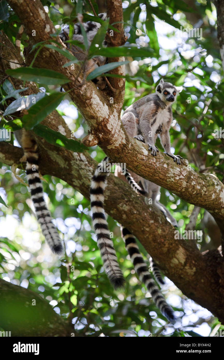 Eine Gruppe Kattas in einem Baum, Nahampoana Reserve, Fort Dauphin, Madagaskar. Stockfoto