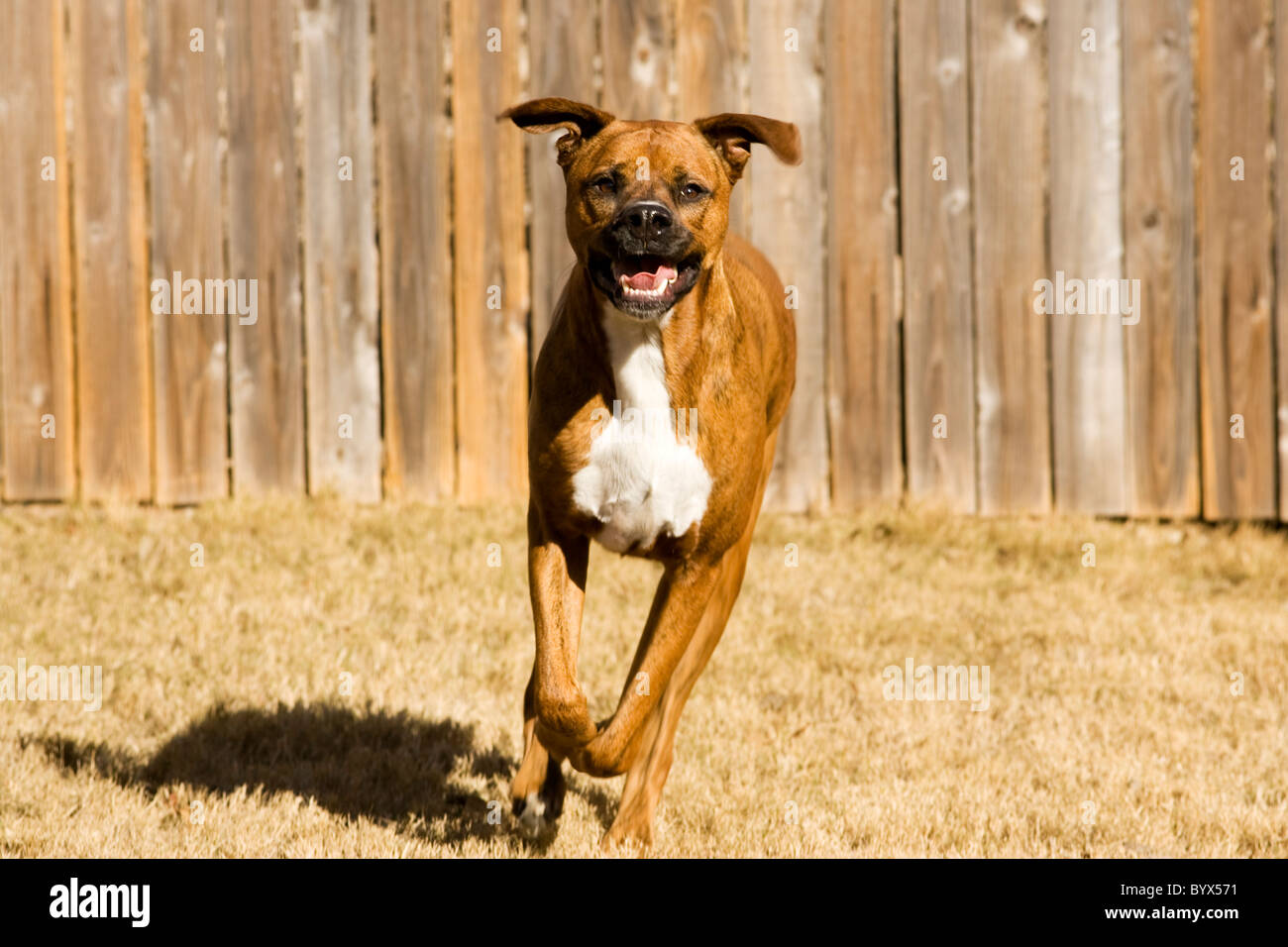 Boxer und Deutsche Dogge Mischling Stockfoto