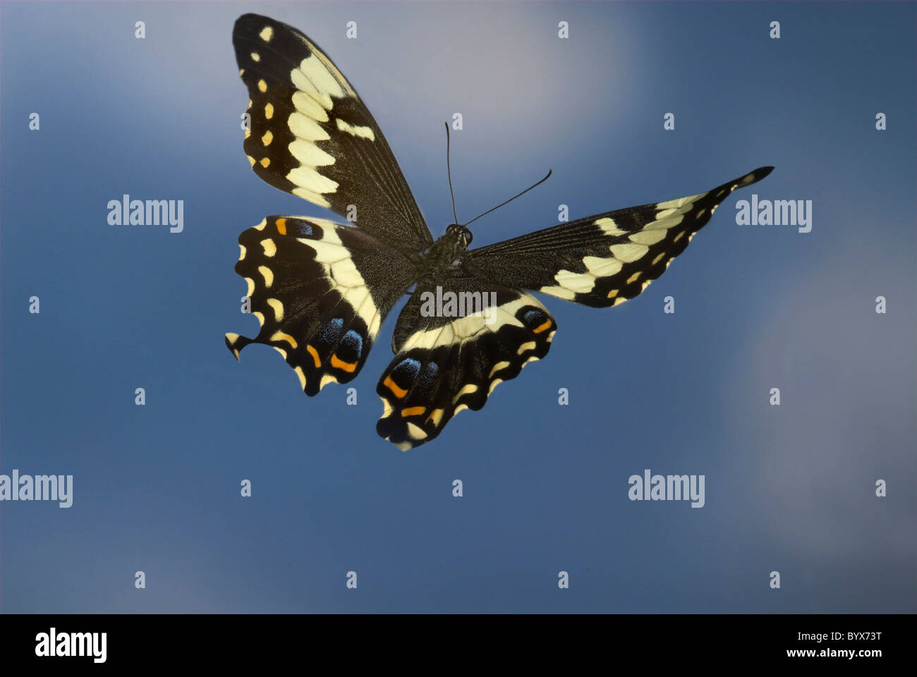 Schwalbenschwanz Schmetterling Papilio Ophidocephalus im Flug Afrika Stockfoto