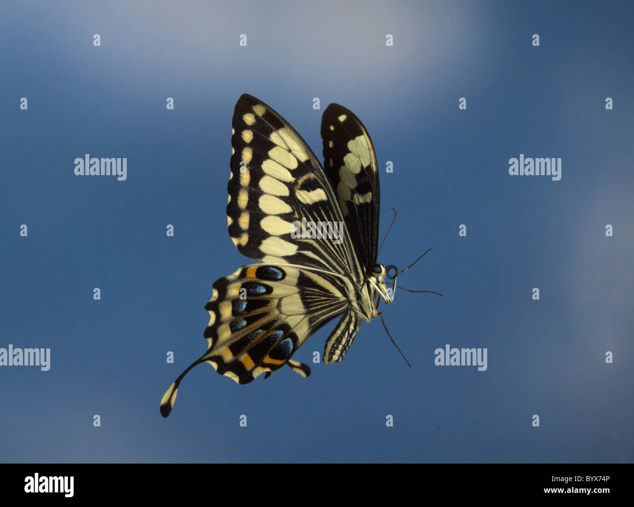 Schwalbenschwanz Schmetterling Papilio Ophidocephalus im Flug Afrika Stockfoto