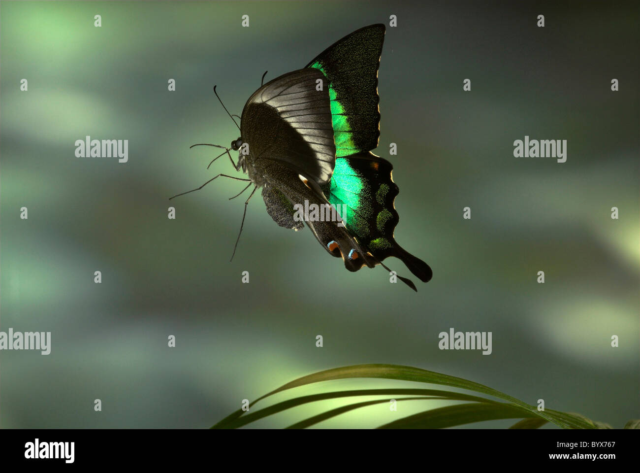 Smaragd Schwalbenschwanz Schmetterling Papilio Palinurus im Flug Asien Stockfoto