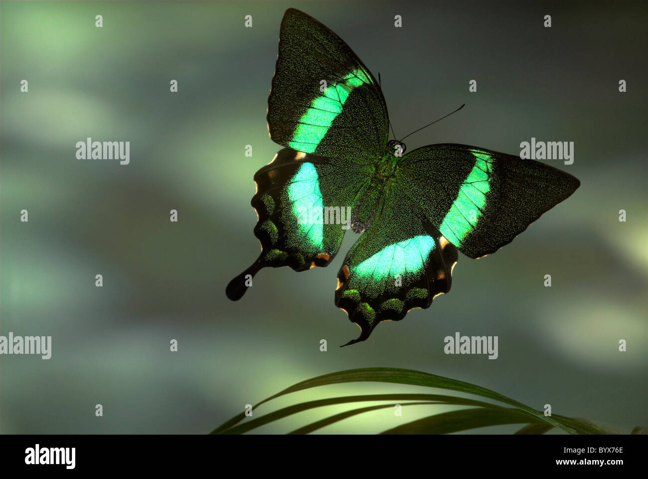 Smaragd Schwalbenschwanz Schmetterling Papilio Palinurus im Flug Asien Stockfoto