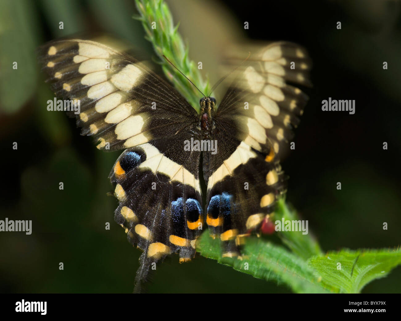 Schwalbenschwanz Schmetterling Papilio Ophidocephalus bewegen Flügel Asien Stockfoto