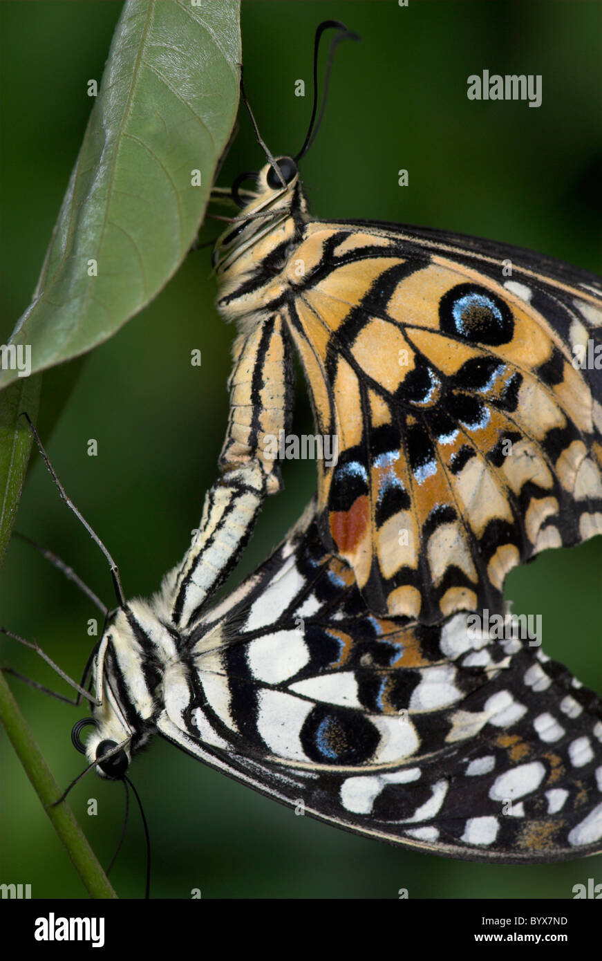 Lime Schwalbenschwanz Schmetterlinge Papilio Demoleus koppeln Paarung Asien Stockfoto