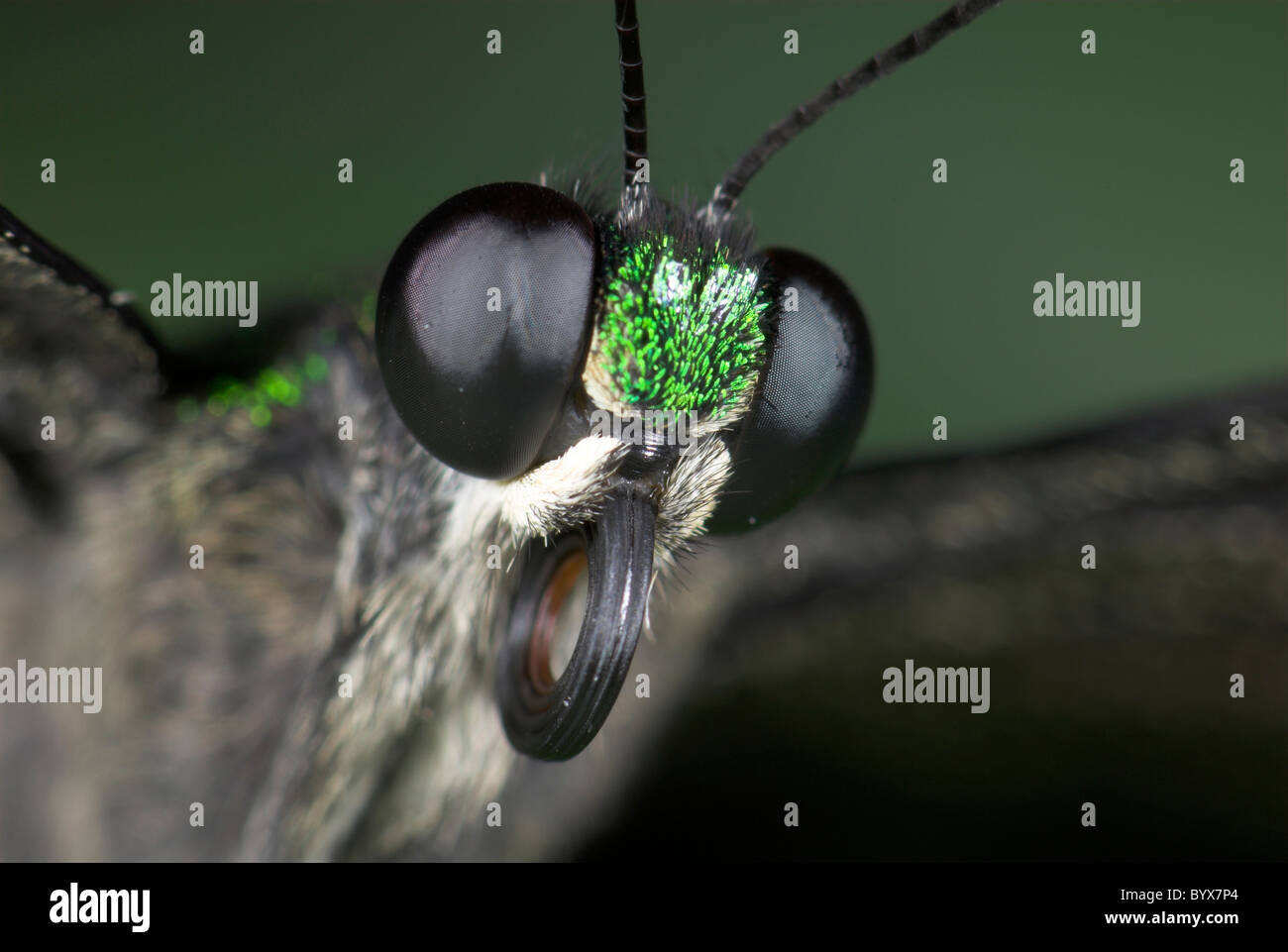 Smaragd Schwalbenschwanz Schmetterling Auge Papilio Palinurus Asien Stockfoto