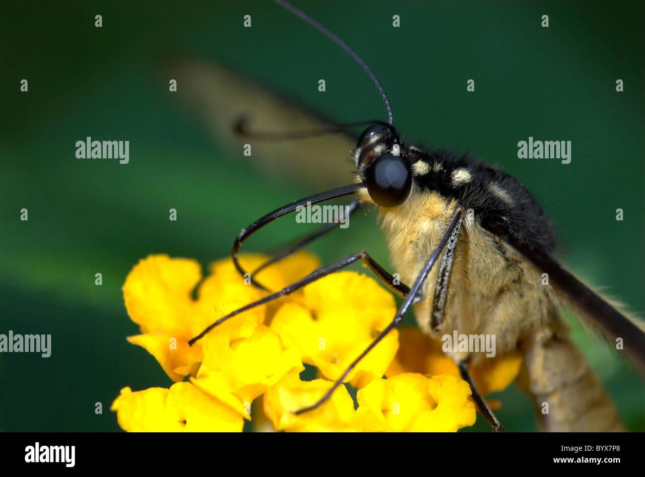 Lime Schwalbenschwanz Schmetterling Papilio Demoleus Asien Fütterung Stockfoto