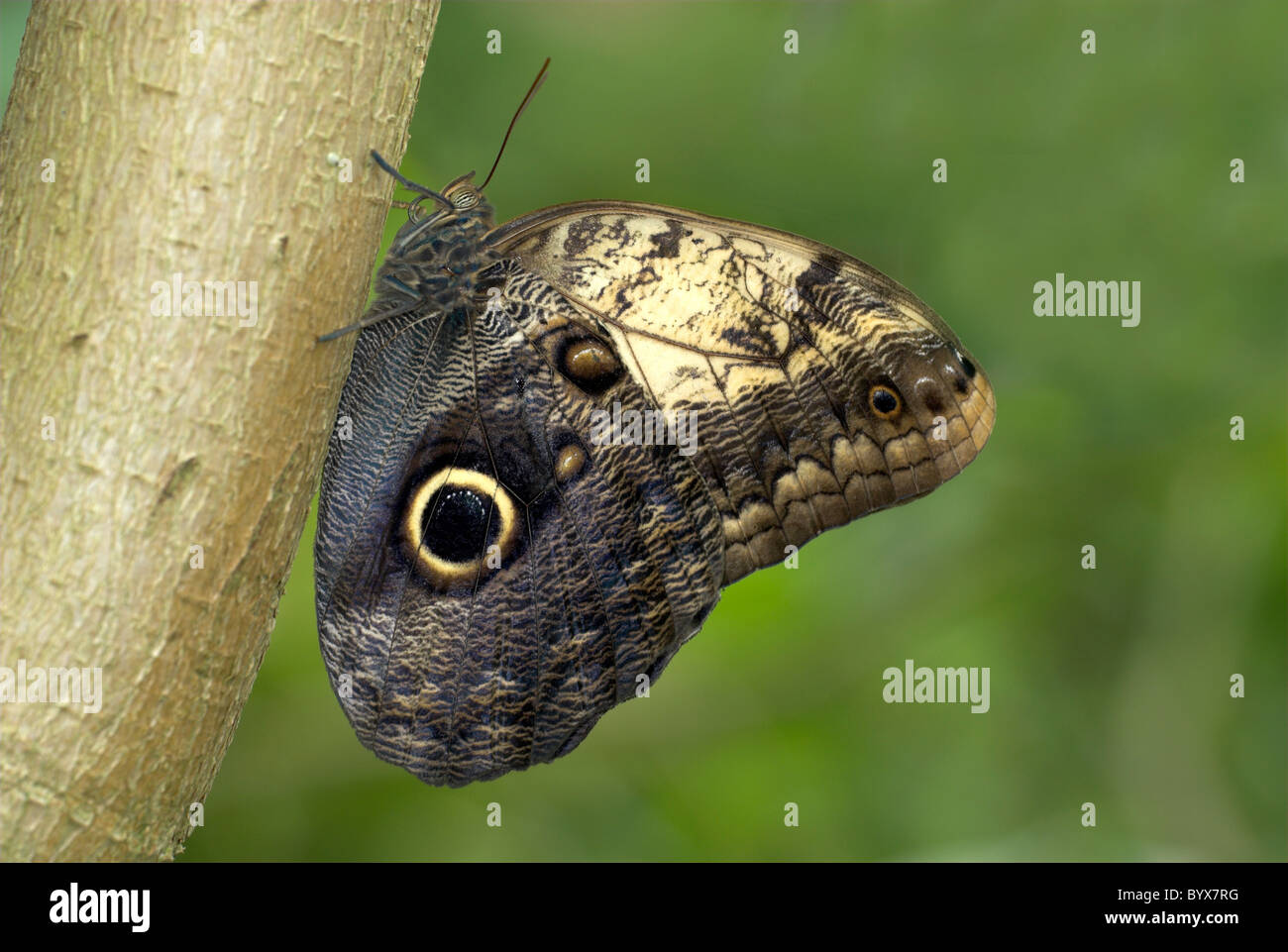 Eule Schmetterling Caligo Arten Südamerika Stockfoto
