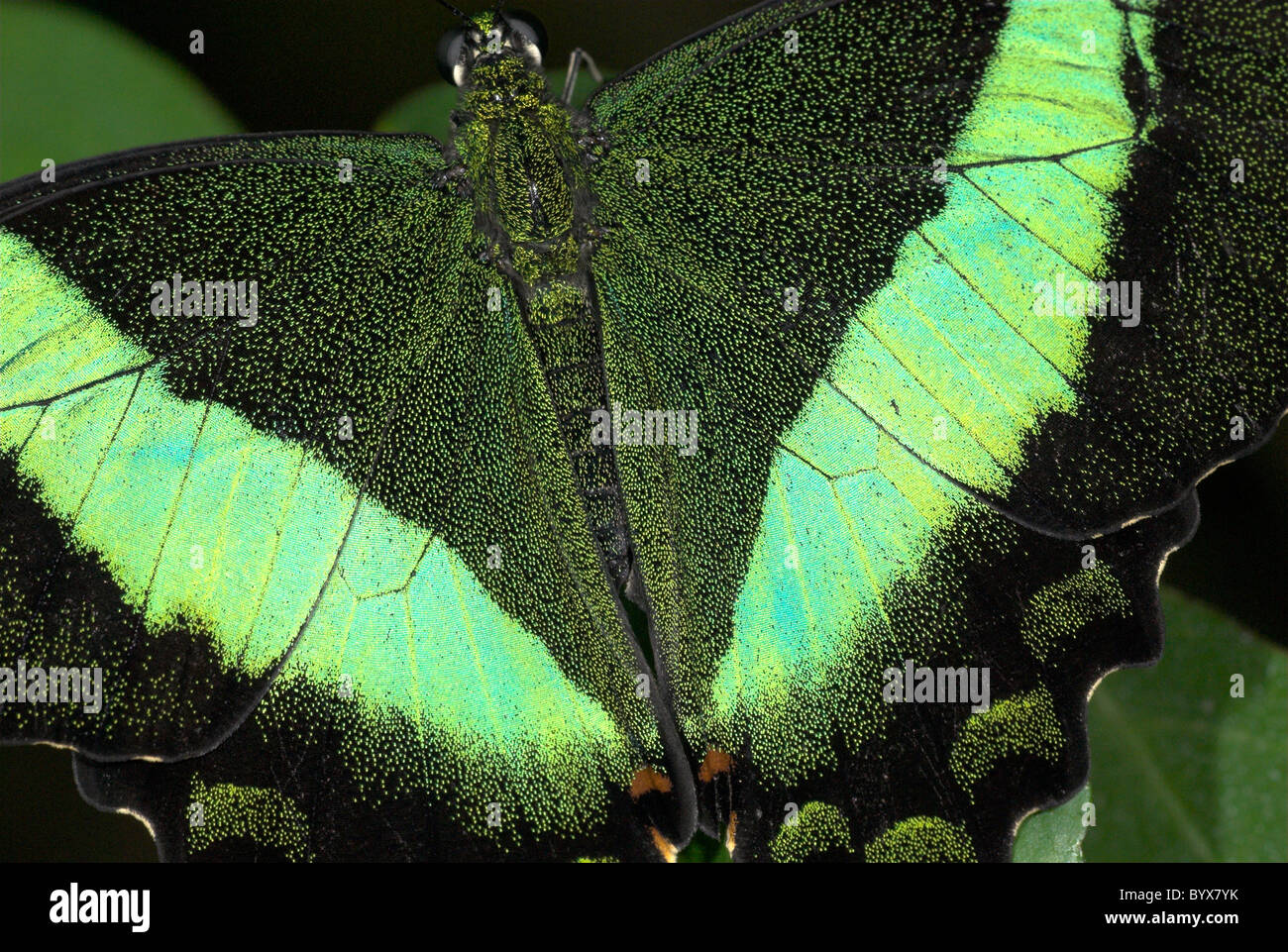 Smaragd Schwalbenschwanz Schmetterling Papilio Palinurus Asien Stockfoto