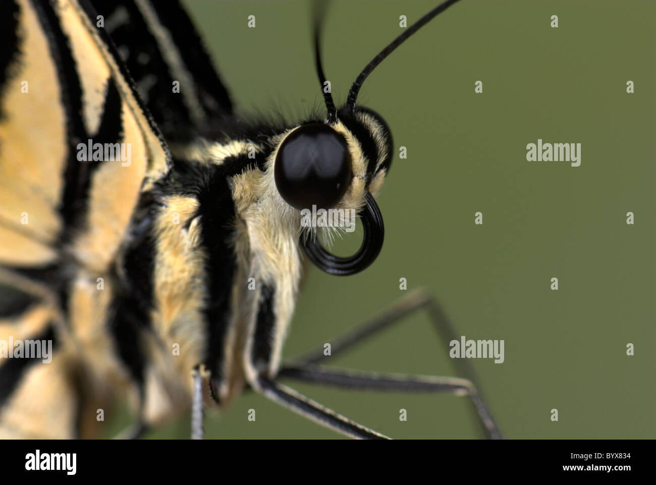 Lime Schwalbenschwanz Schmetterling Papilio Demoleus Asien Stockfoto