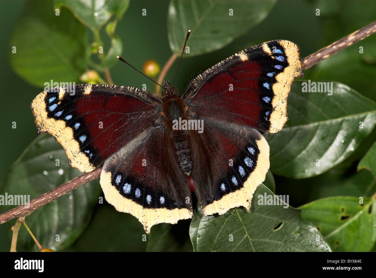 Camberwell Beauty Butterfly Nymphalis Antiopa UK Stockfoto