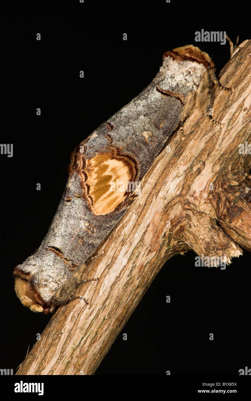 Buff Tipp Moth Phalera Bucephala UK Stockfoto