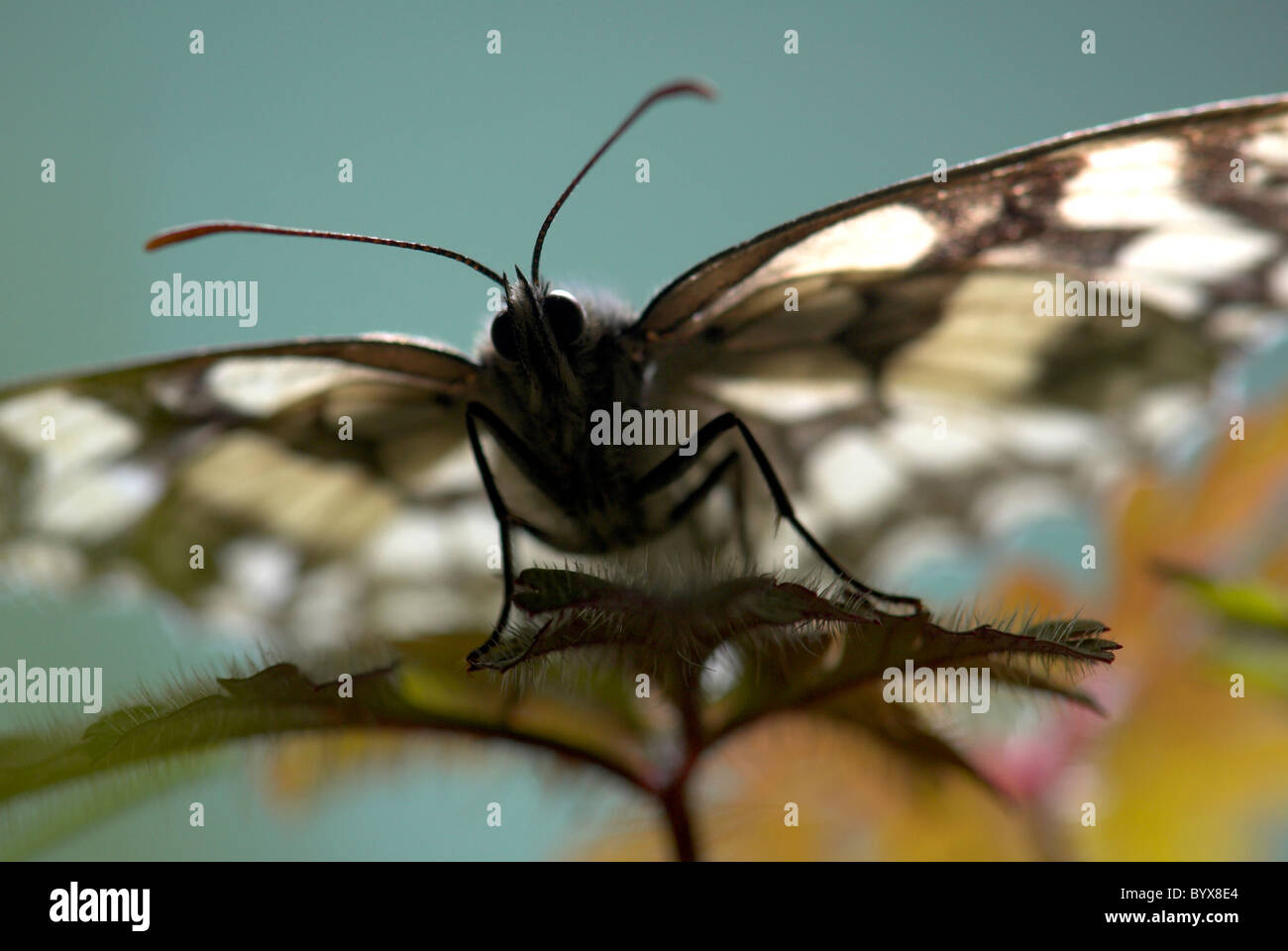 Marmorierte White Butterfly Melanargia Galathea UK Stockfoto