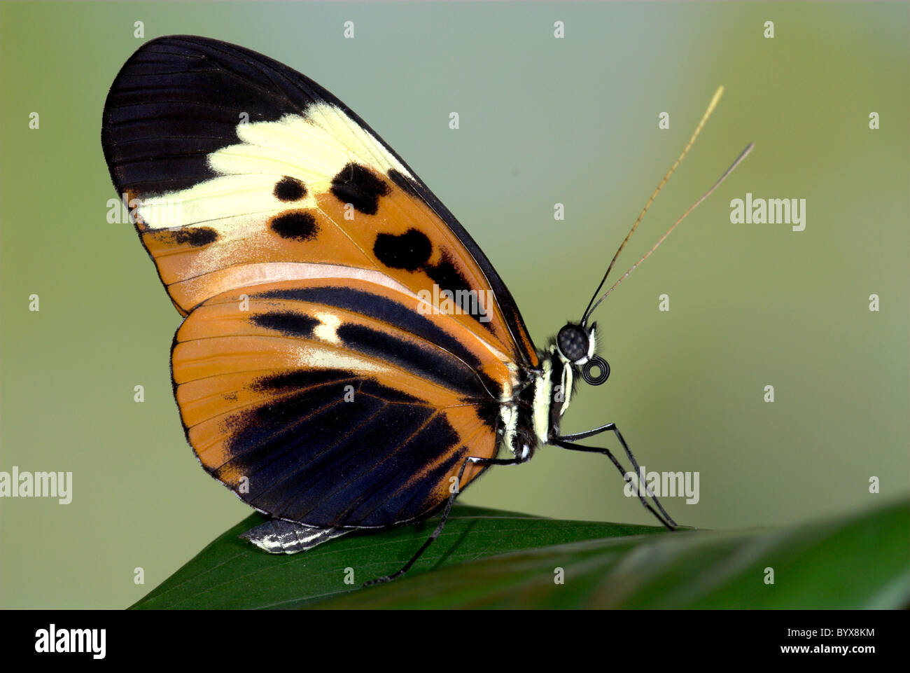 Heliconius Melpomene Schmetterling Mittelamerika Stockfoto