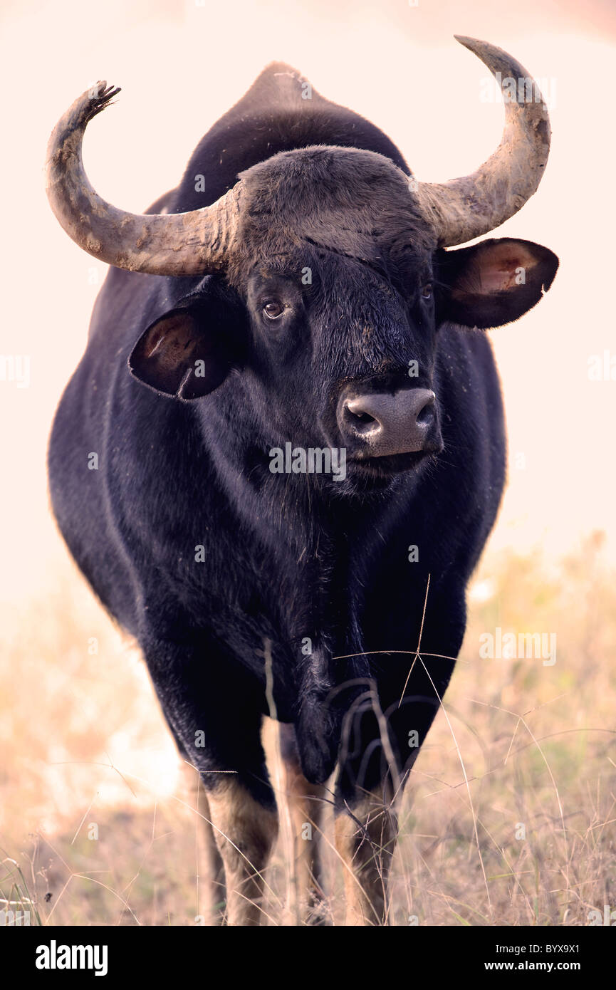 Gaur oder indische Bison Bos Gaurus Indien Stockfoto