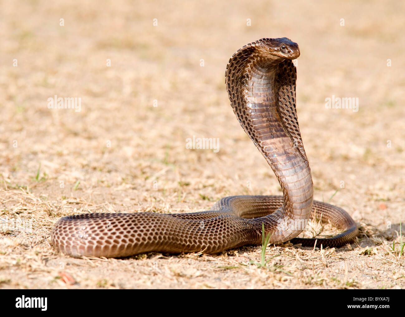 Ägyptische Kobra Schlange Naja Haje Indien Stockfoto