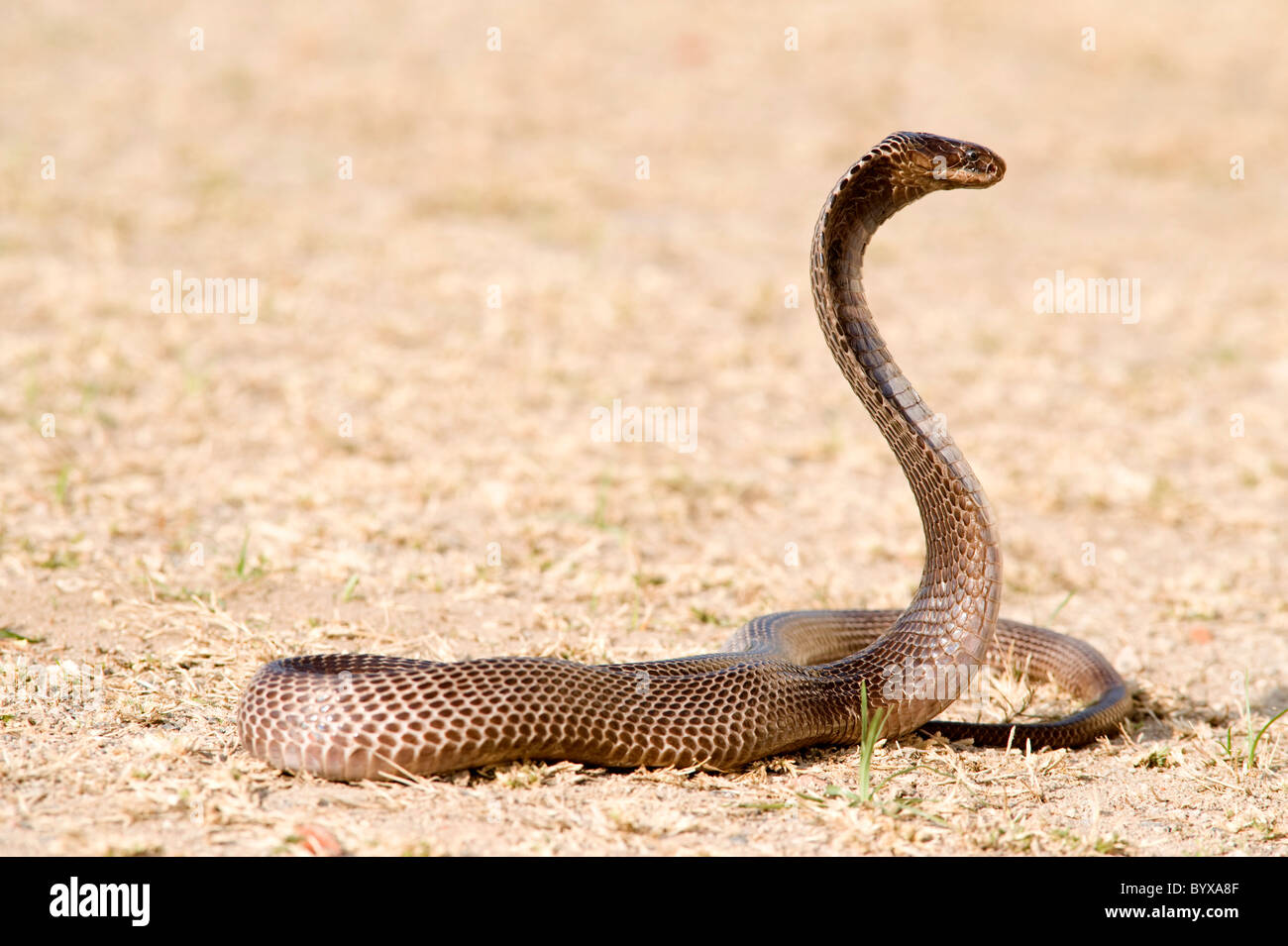 Ägyptische Kobra Schlange Naja Haje Indien Stockfoto