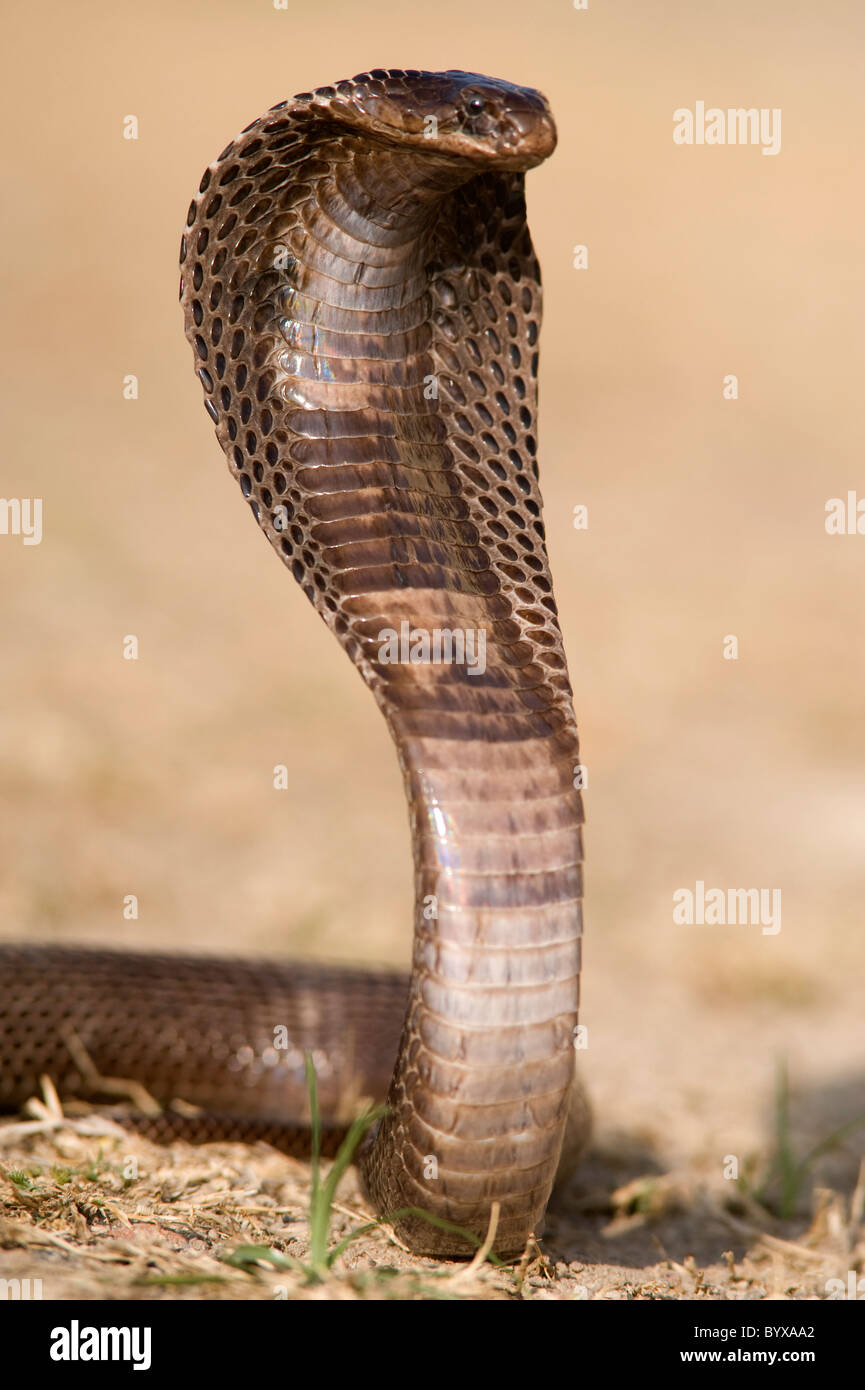 Ägyptische Kobra Schlange Naja Haje Indien Stockfoto