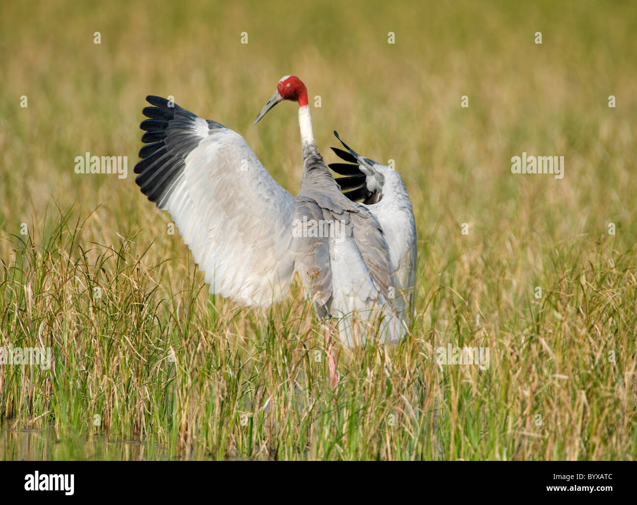 Stilicho Kran Grus Antigone Keoladeo Ghana Indien Stockfoto