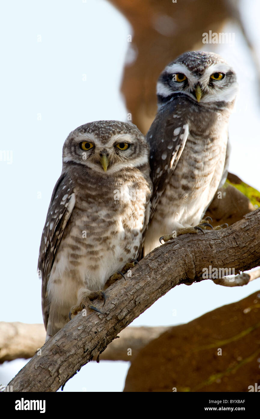 Gefleckte Owlet Athene Brama Indien Stockfoto
