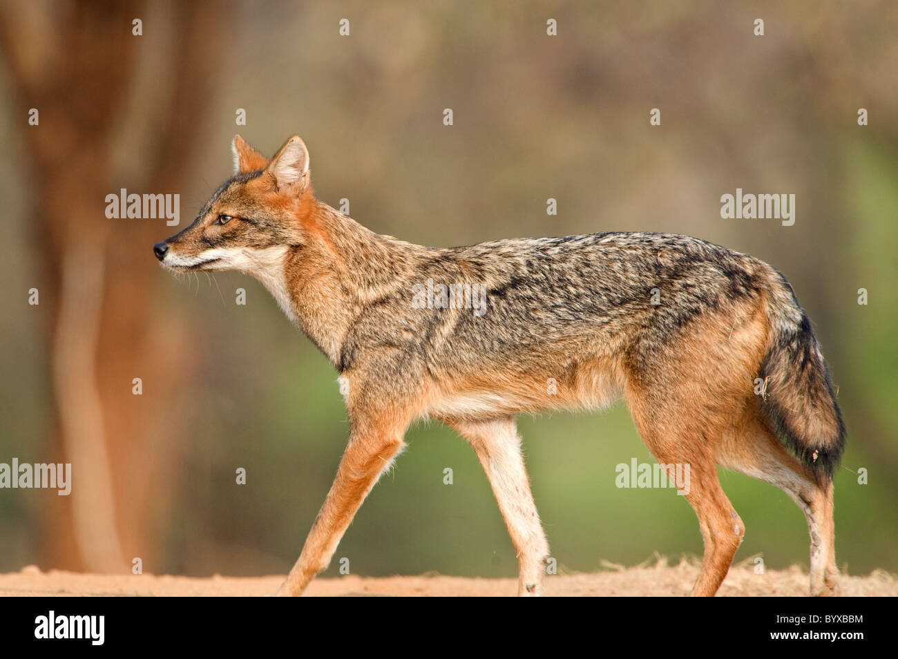 Goldene Schakal Canis Aureus Indien Stockfoto