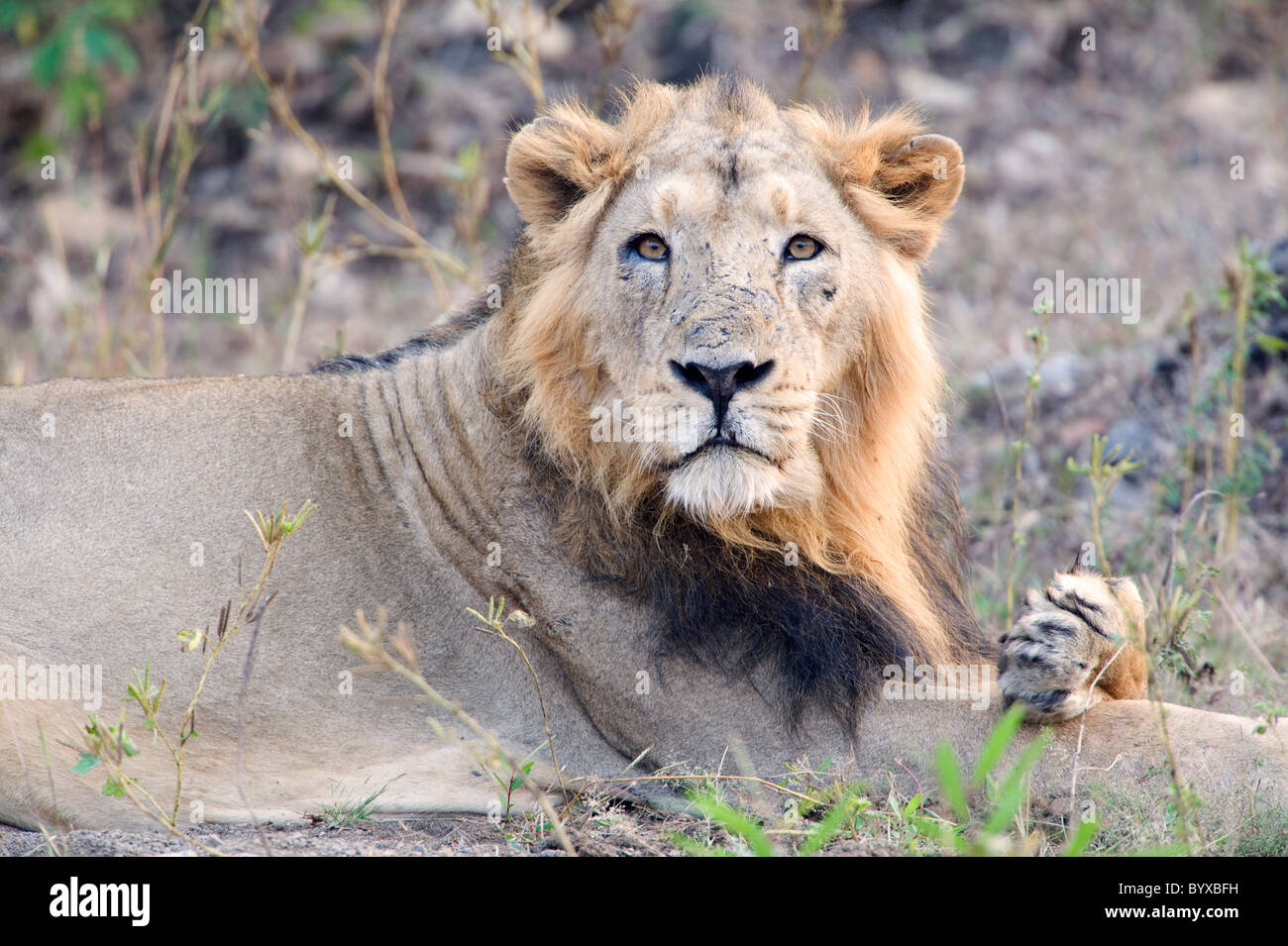 Asiatische Löwe Panthera Leo Persica Indien Stockfoto
