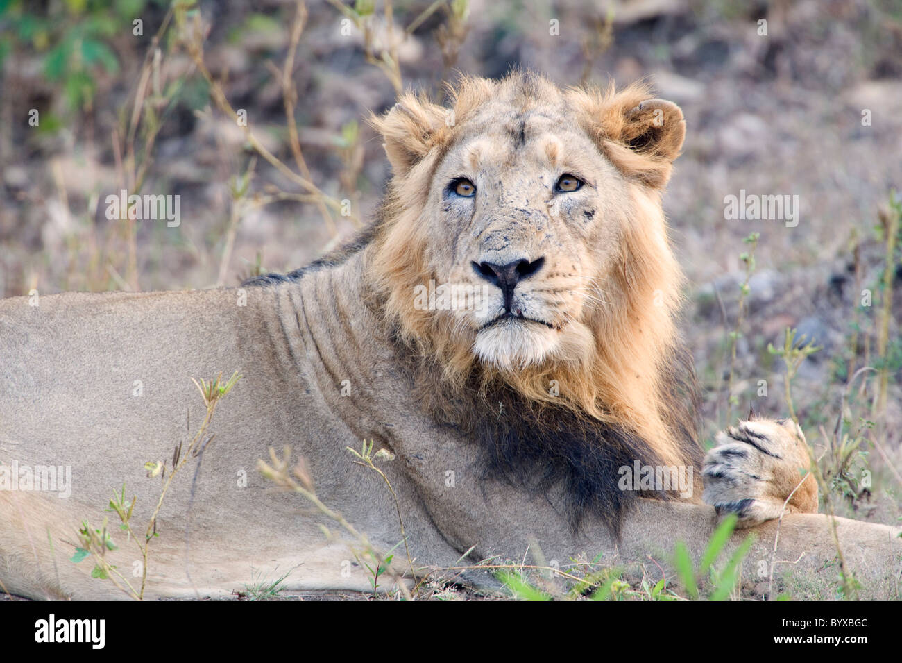 Asiatische Löwe Panthera Leo Persica Indien Stockfoto