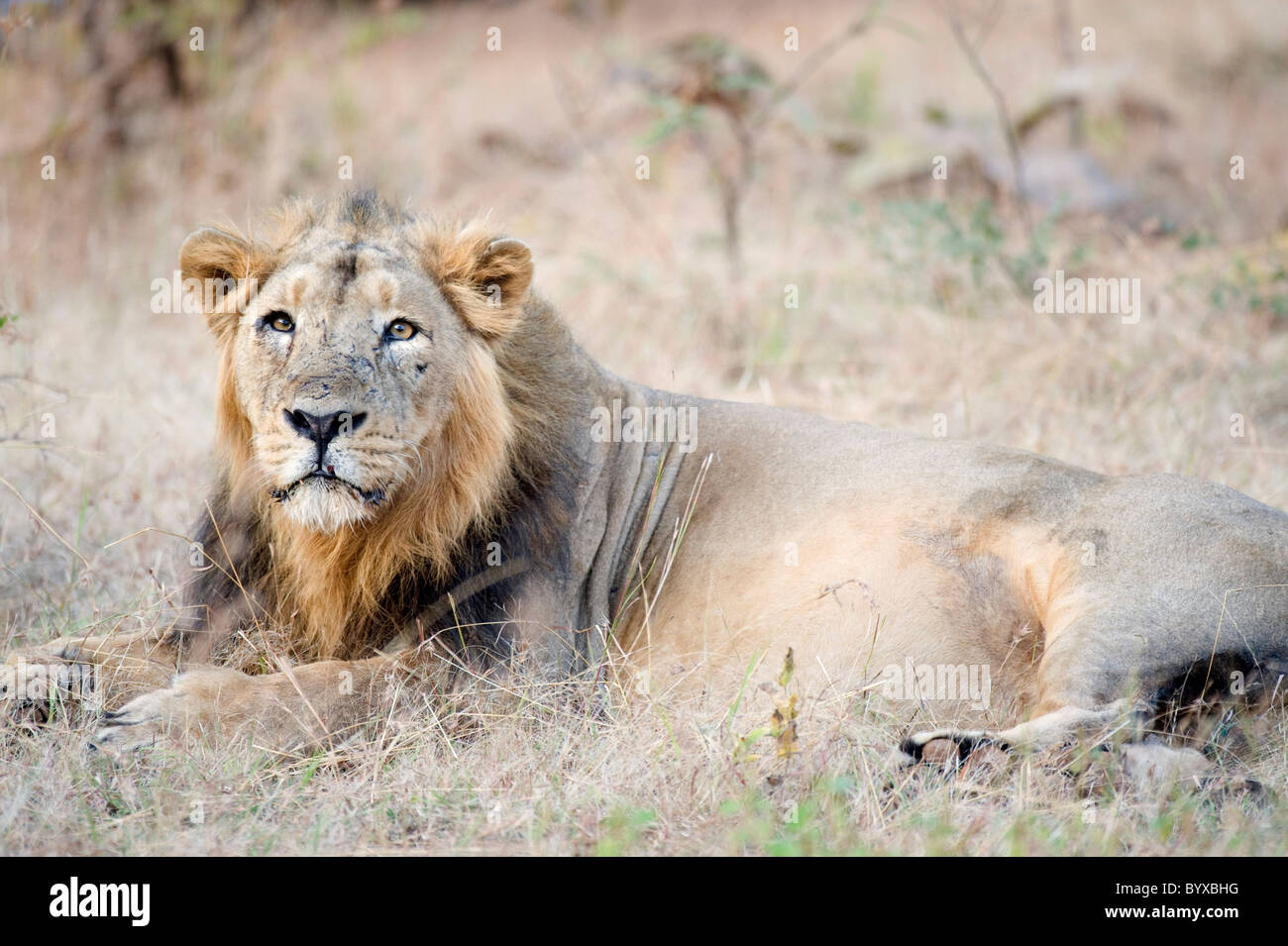 Asiatische Löwe Panthera Leo Persica Indien Stockfoto