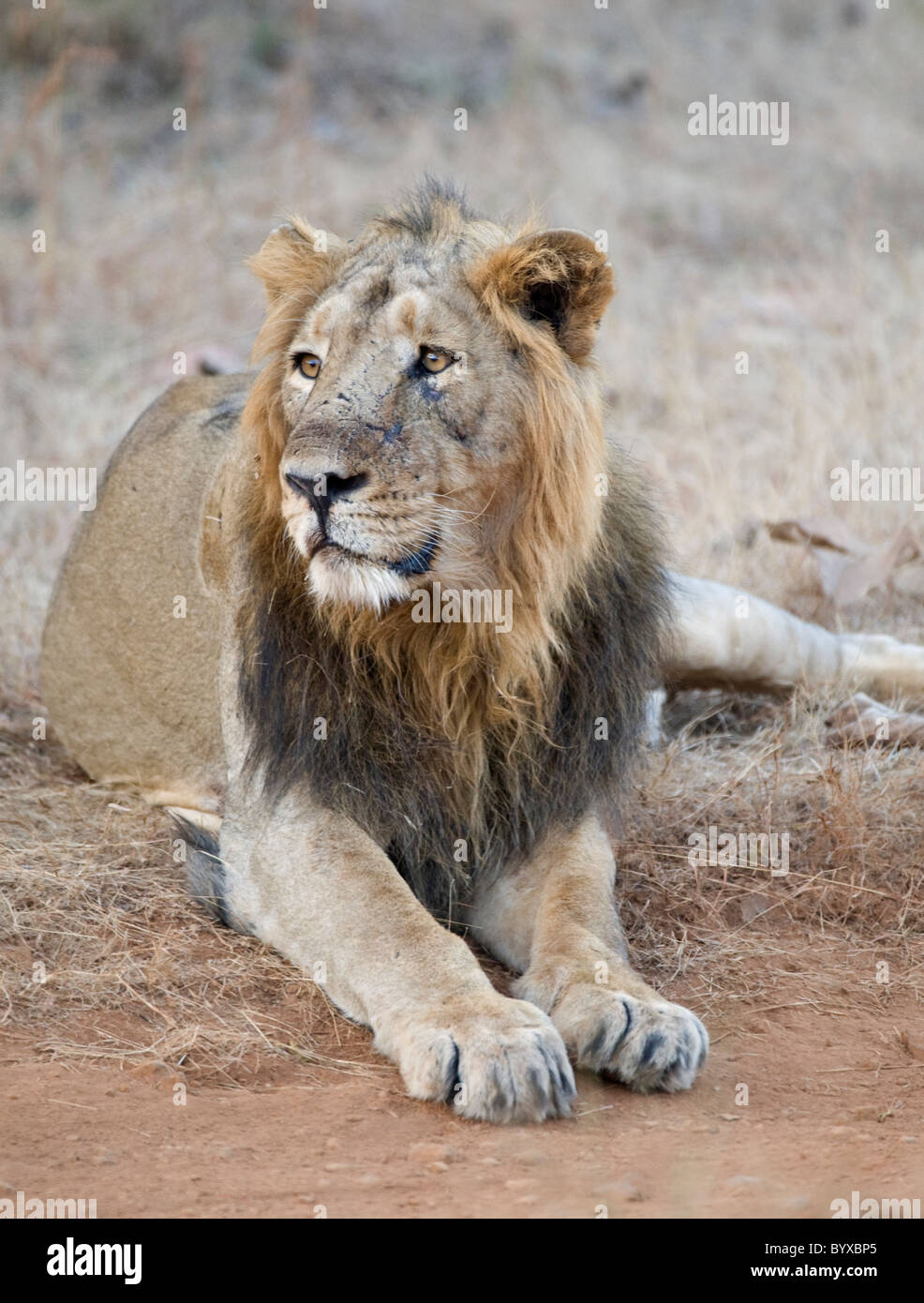 Asiatische Löwe Panthera Leo Persica Indien Stockfoto