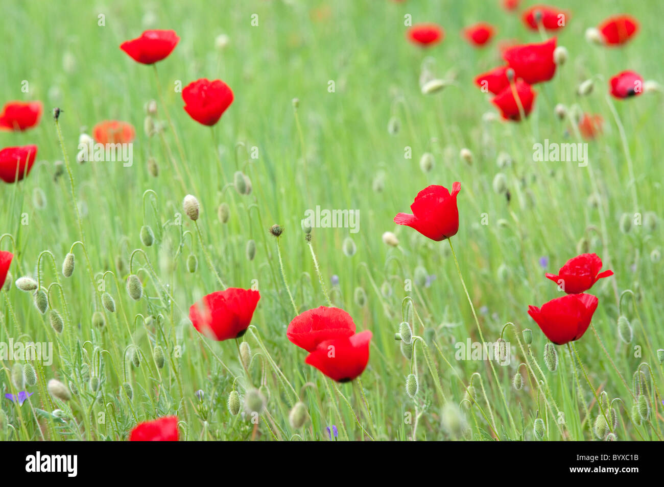 Feld Mohn Papaver Rhoeas Lesbos Insel Griechenland Stockfotografie - Alamy
