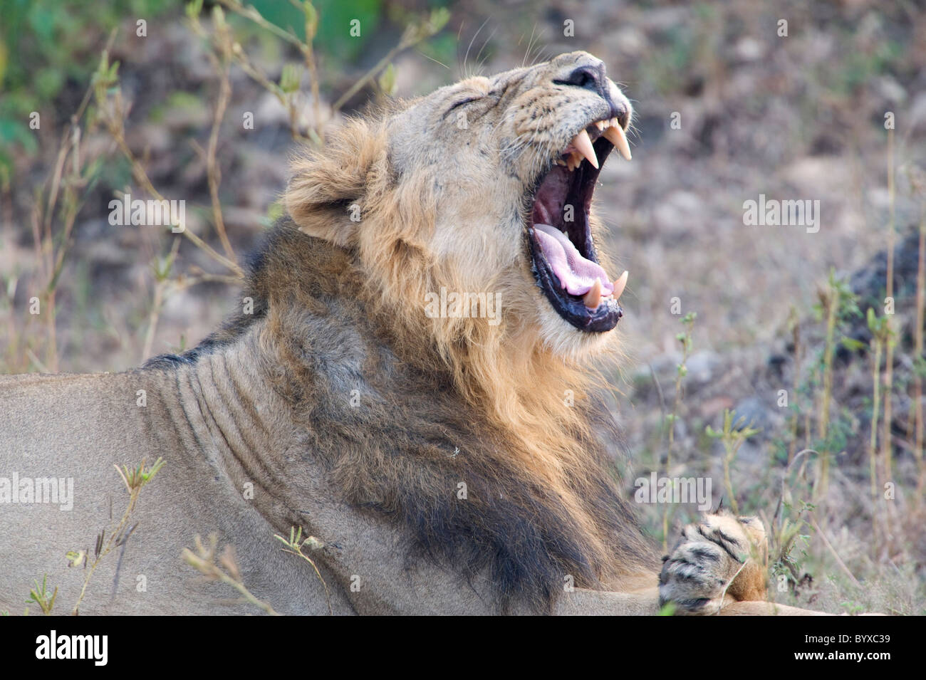 Asiatische Löwe Panthera Leo Persica Indien Stockfoto