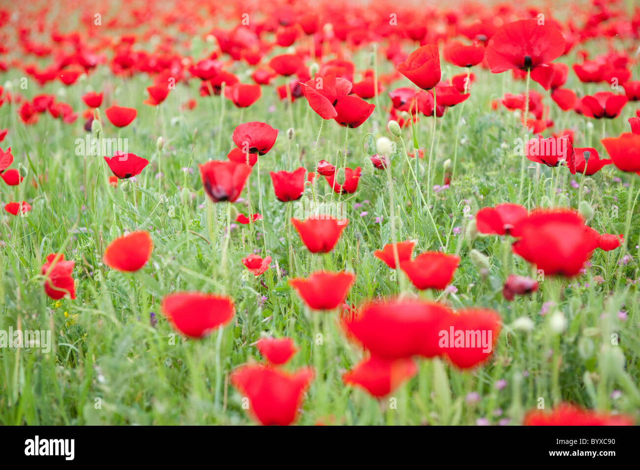 Feld Mohn Papaver Rhoeas Lesbos Insel Griechenland Stockfoto