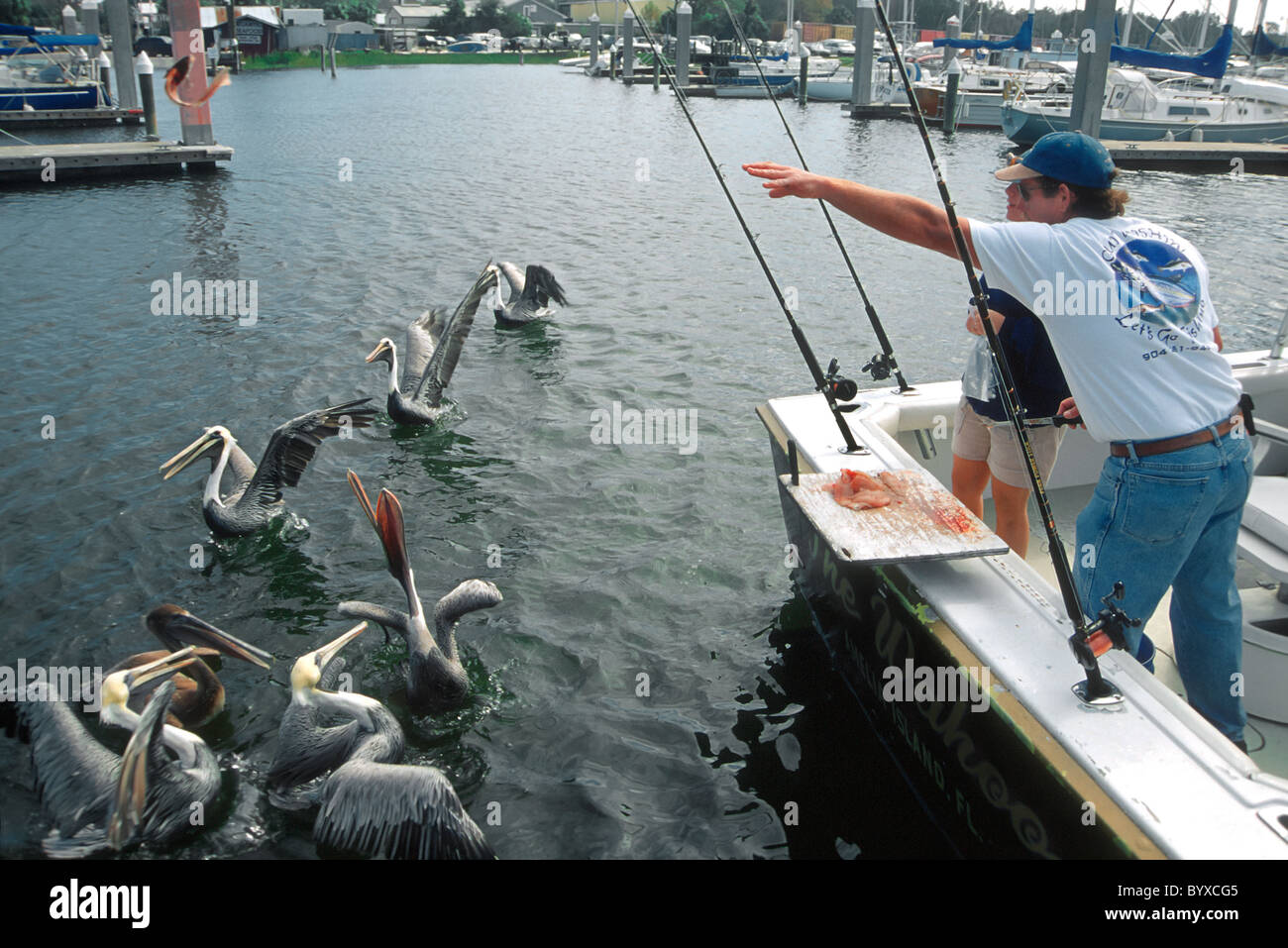 Fütterung der Pelikane während der Reinigung Tagesfang von Rückseite Fischerboot am Yachthafen auf Amelia Island, Florida Stockfoto