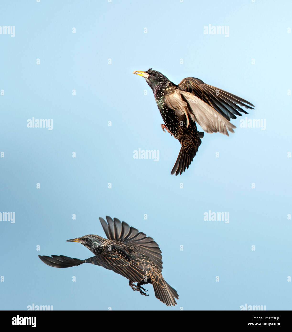 Starling Sturnus Vulgaris UK im Flug Stockfoto