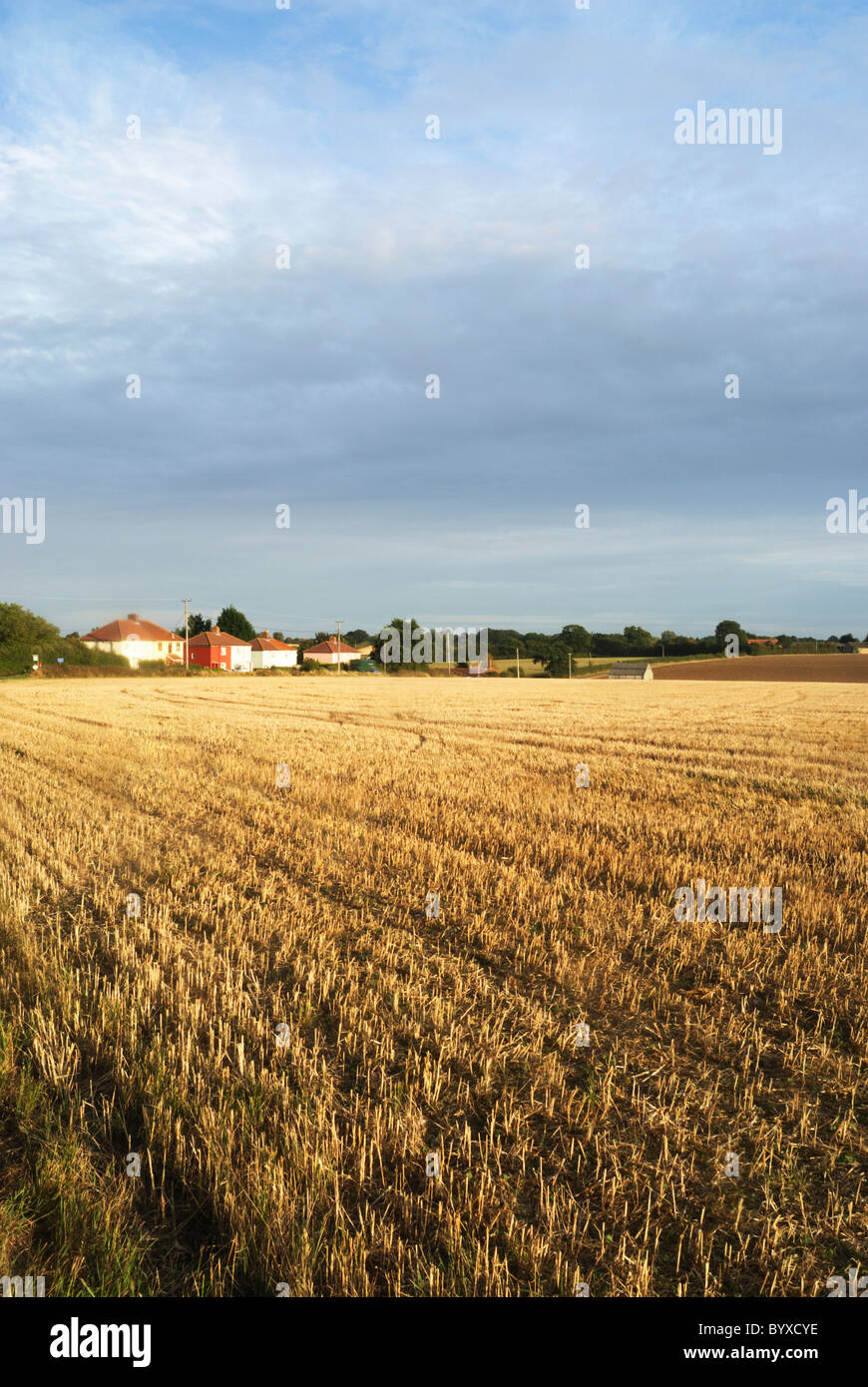 Geerntet Felder Aminosäureaustausch kleine Dorf von Kersey in Sussex, England, uk Stockfoto