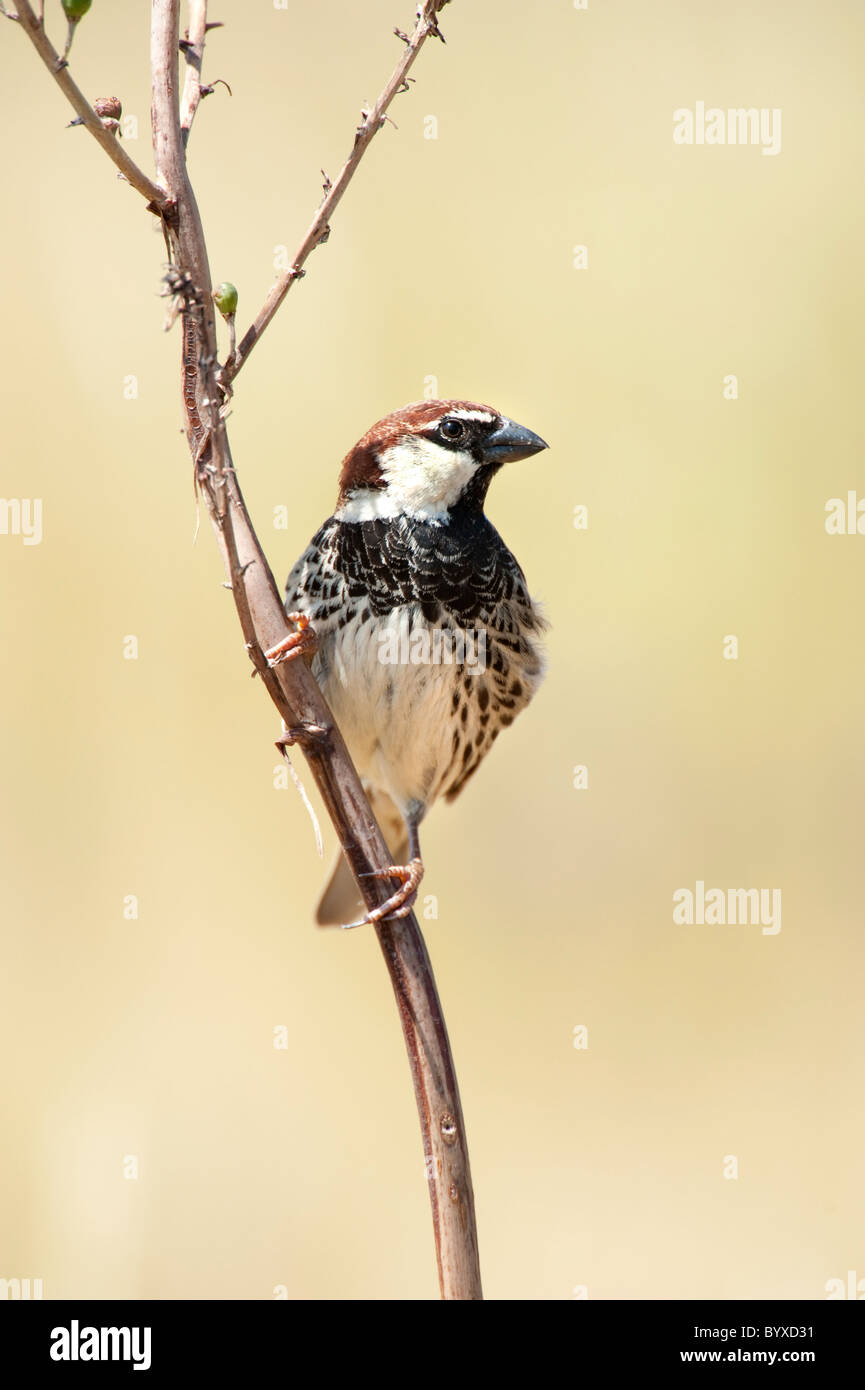 Spanisch Sparrow Passer Hispaniolensis Griechenland Stockfoto