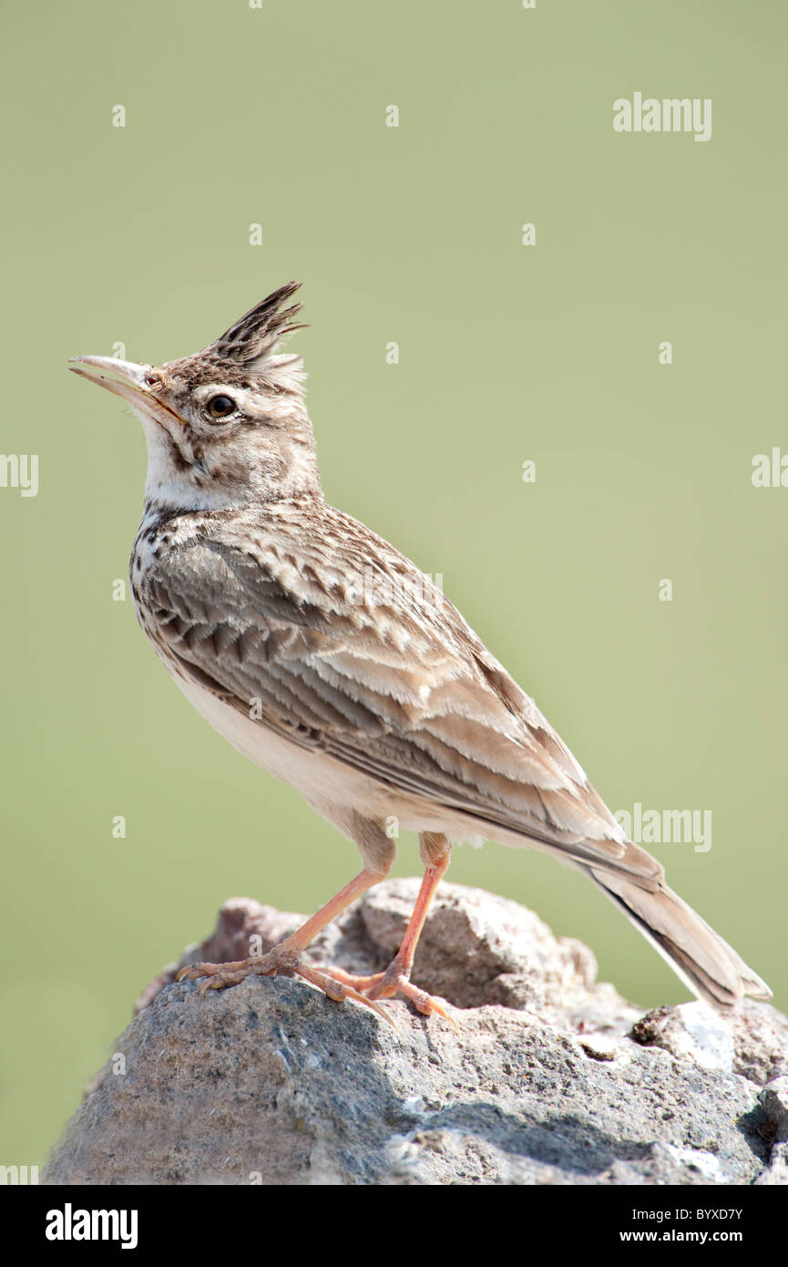 Crested Lerche Galerida Cristata Lesbos Griechenland Stockfoto