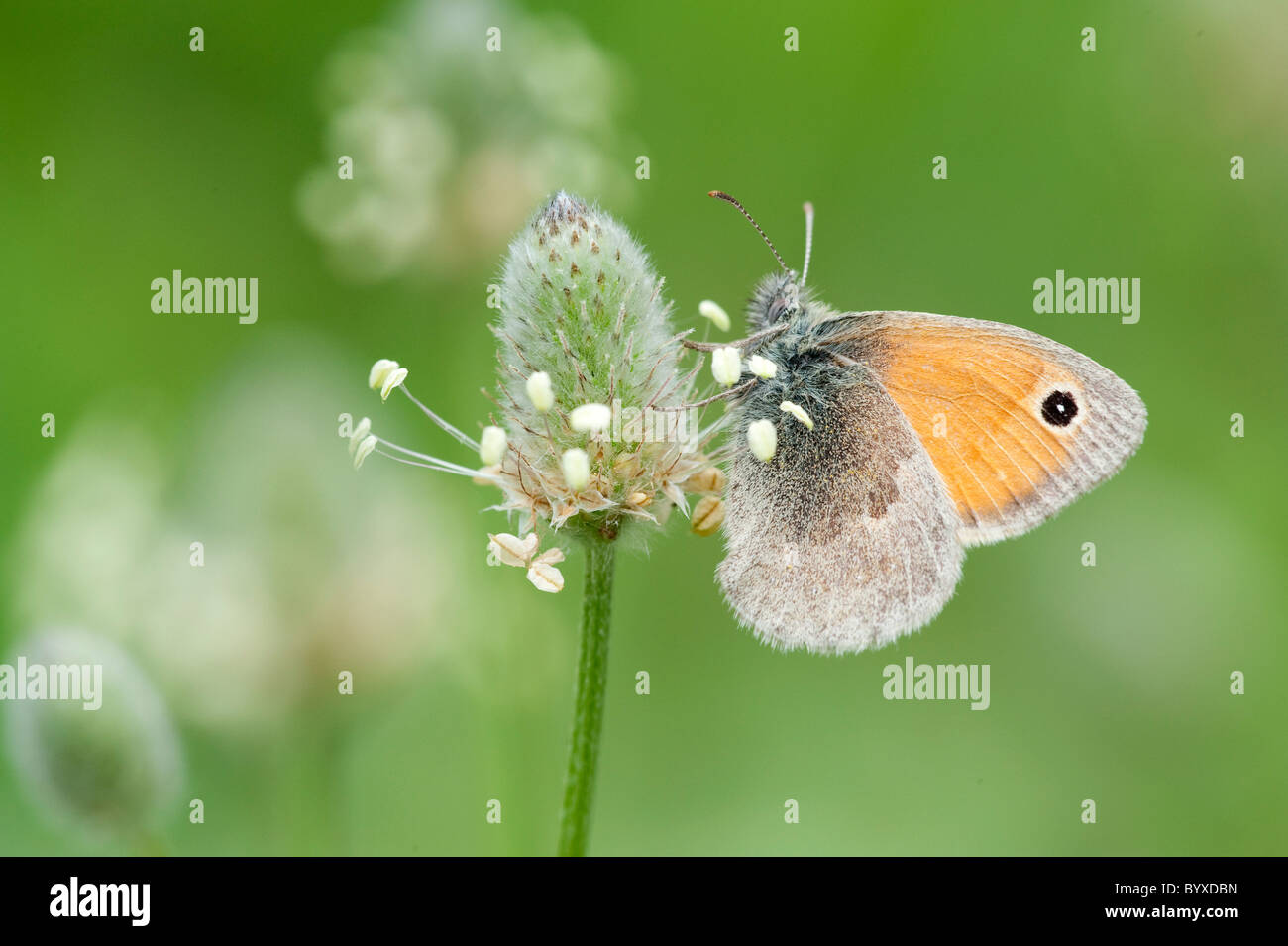 Kleine Heide Schmetterling Coenoympha Pamphilus Griechenland Stockfoto