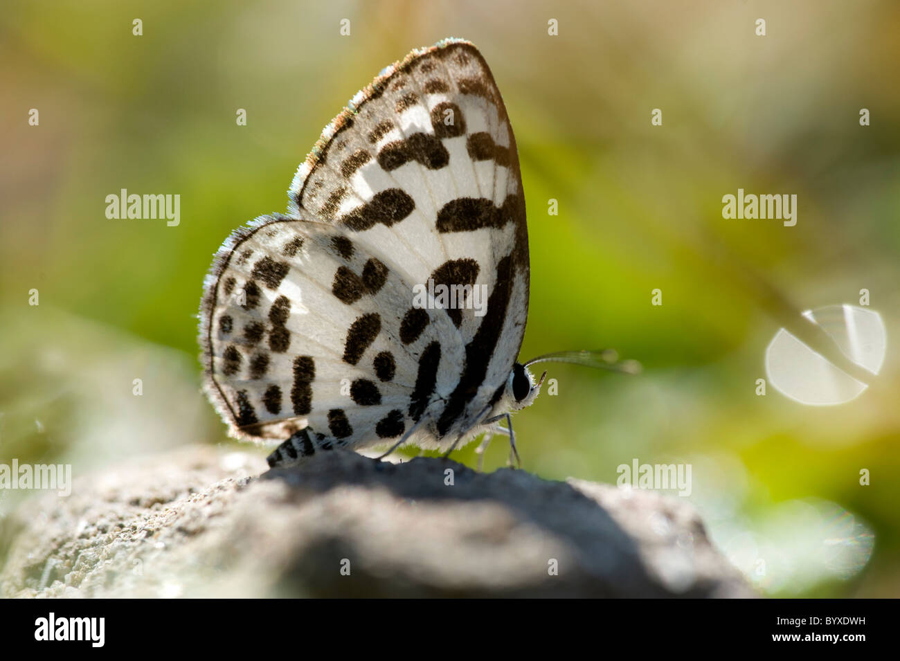 Gemeinsamen Pierrot Schmetterling Castalius Rosimon Indien Stockfoto