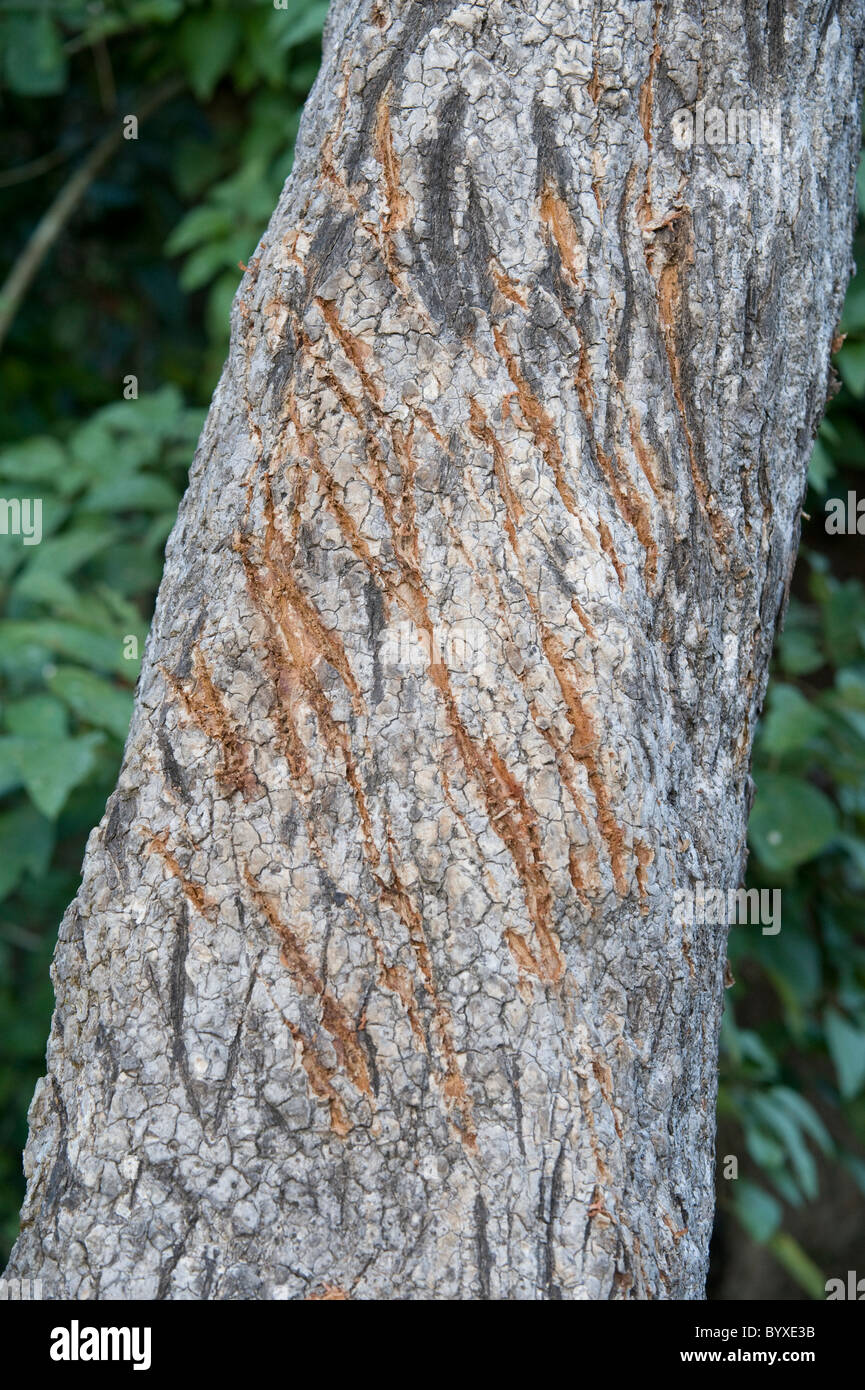 Tiger Claw Mark Kratzer auf Baumstamm Corbett Stockfoto