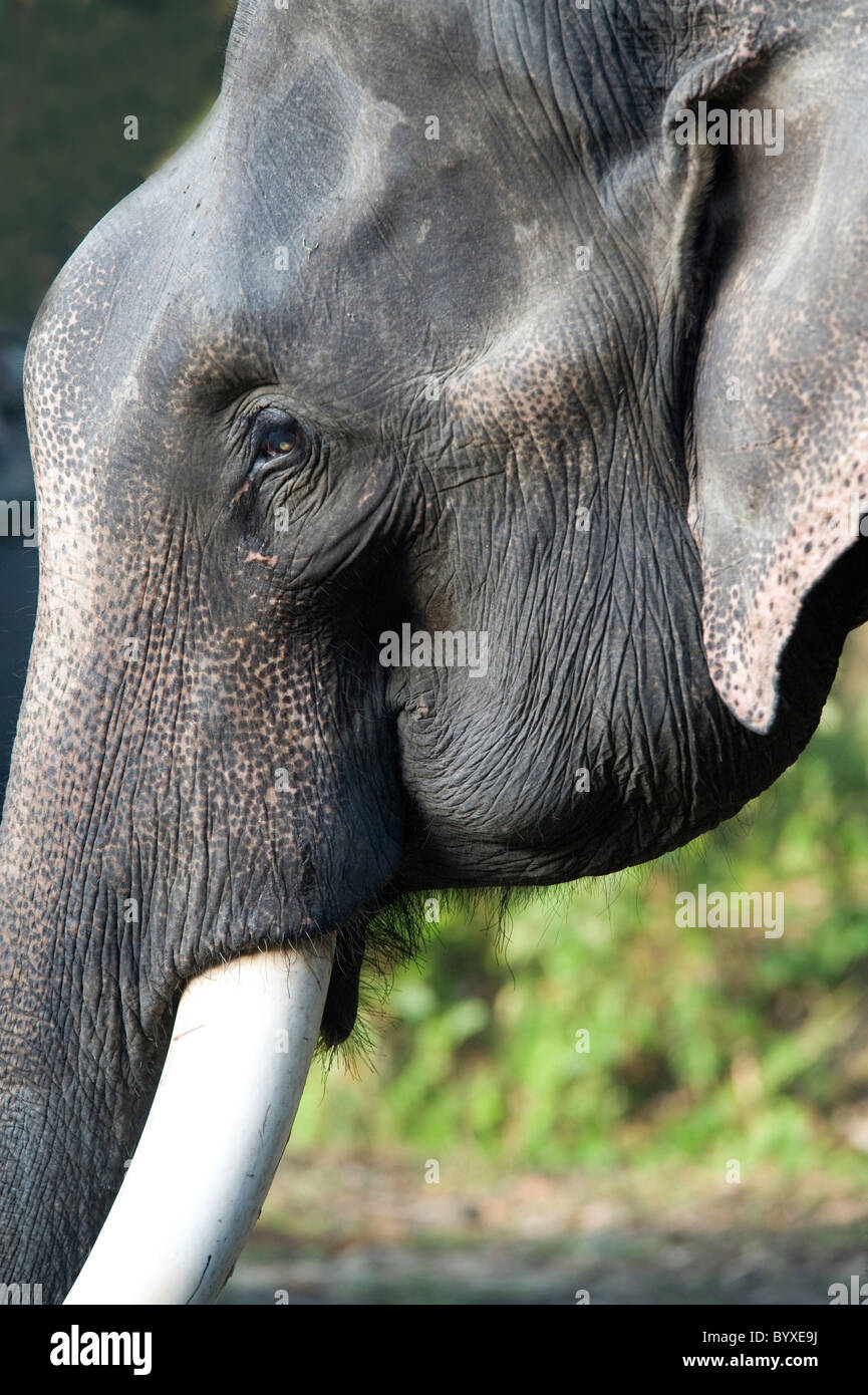 Asiatischer Elefant Elephas Maximus Kaziranga Assam Stockfoto