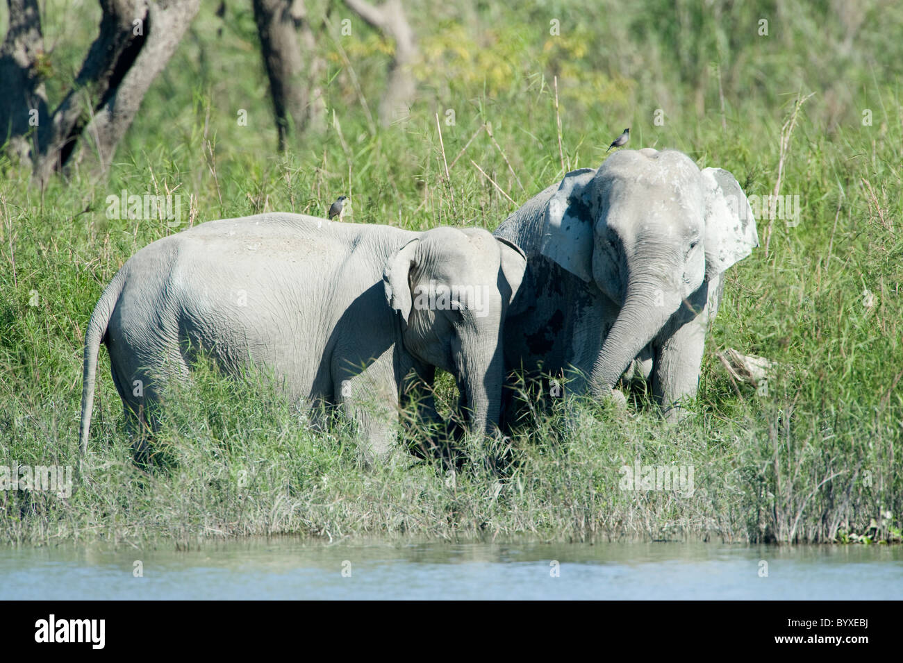Asiatische Elefanten Elephas Maximus Fütterung Indien Stockfoto