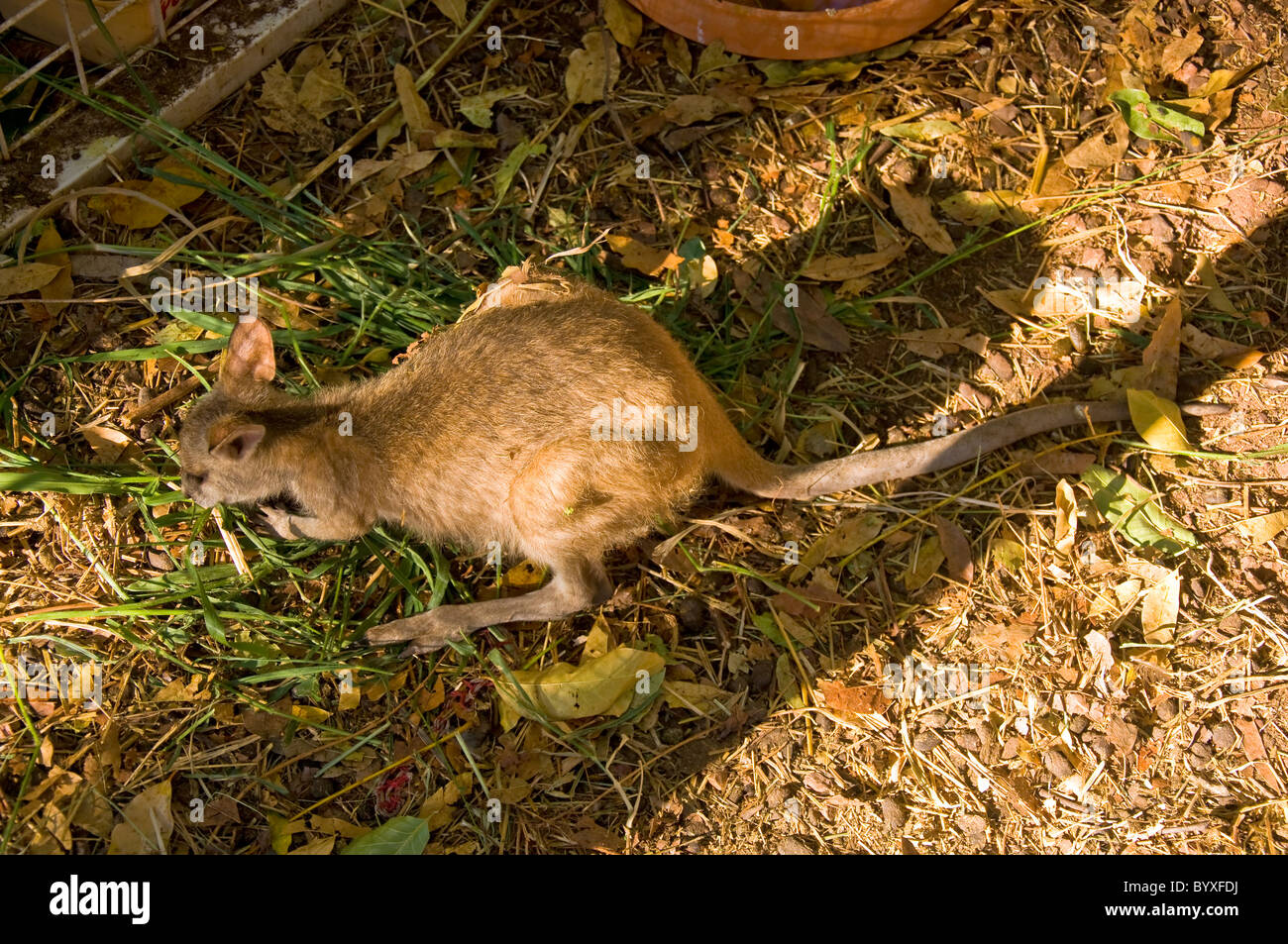 Rotes känguru in der australischen wüste -Fotos und -Bildmaterial in ...