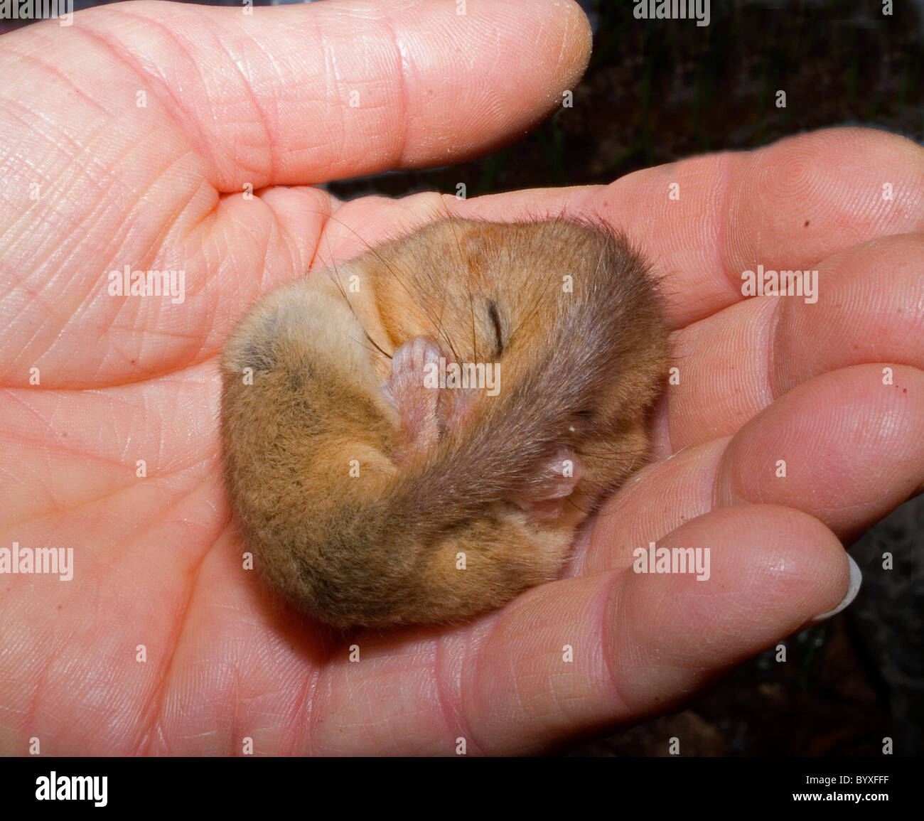 Hasel oder gemeinsame Haselmaus Muscardinus Avellanarius Devon UK Stockfoto