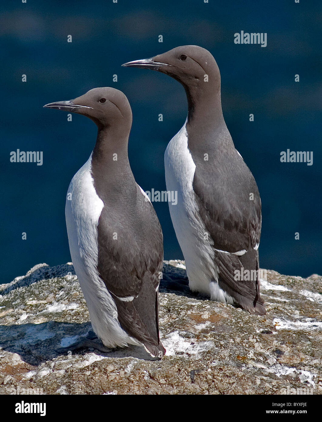 Guillemot Uria Aalge Lundy Isalnd Bristol Channel UK Stockfoto