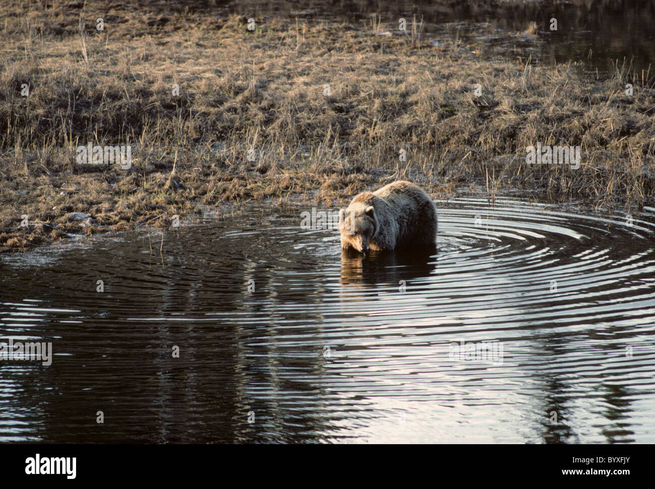Brauner Bär, Bär, Bären, Grizzlybär im Teich, Denali National Park