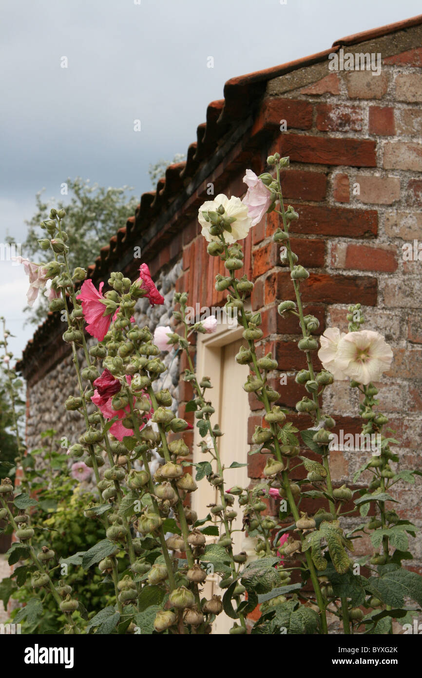 Cottage Garten Blumen Stockfoto