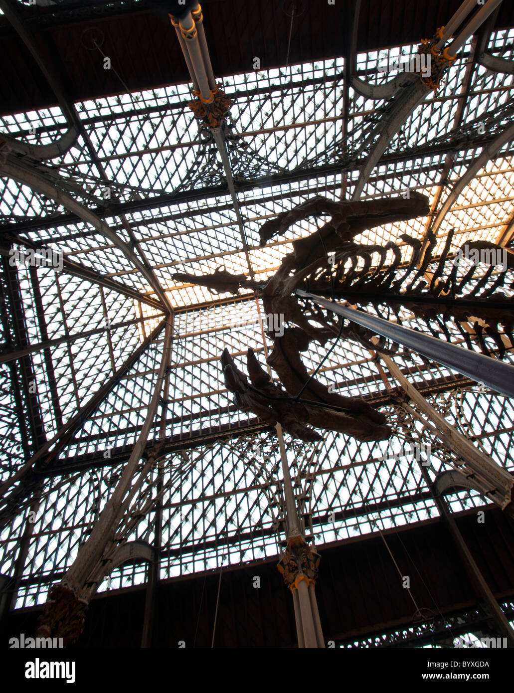 Dinosaurier in Pitt Rivers Museum Oxford Stockfoto