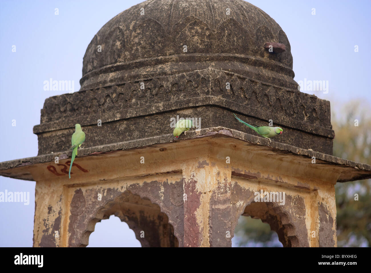 Rose beringt Sittiche oder Papageien auf antiken Ruinen im Ranthambore Nationalpark, Rajasthan Indien. Stockfoto