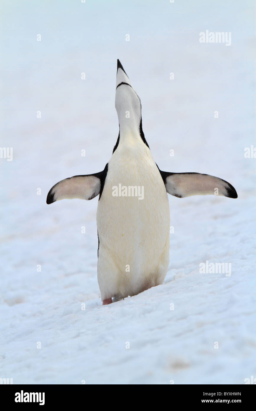 Anzeige von Penguin Zügelpinguinen (Pygoscelis Antarcticus), Barrientos Island, South Shetlands, Antarktis Stockfoto