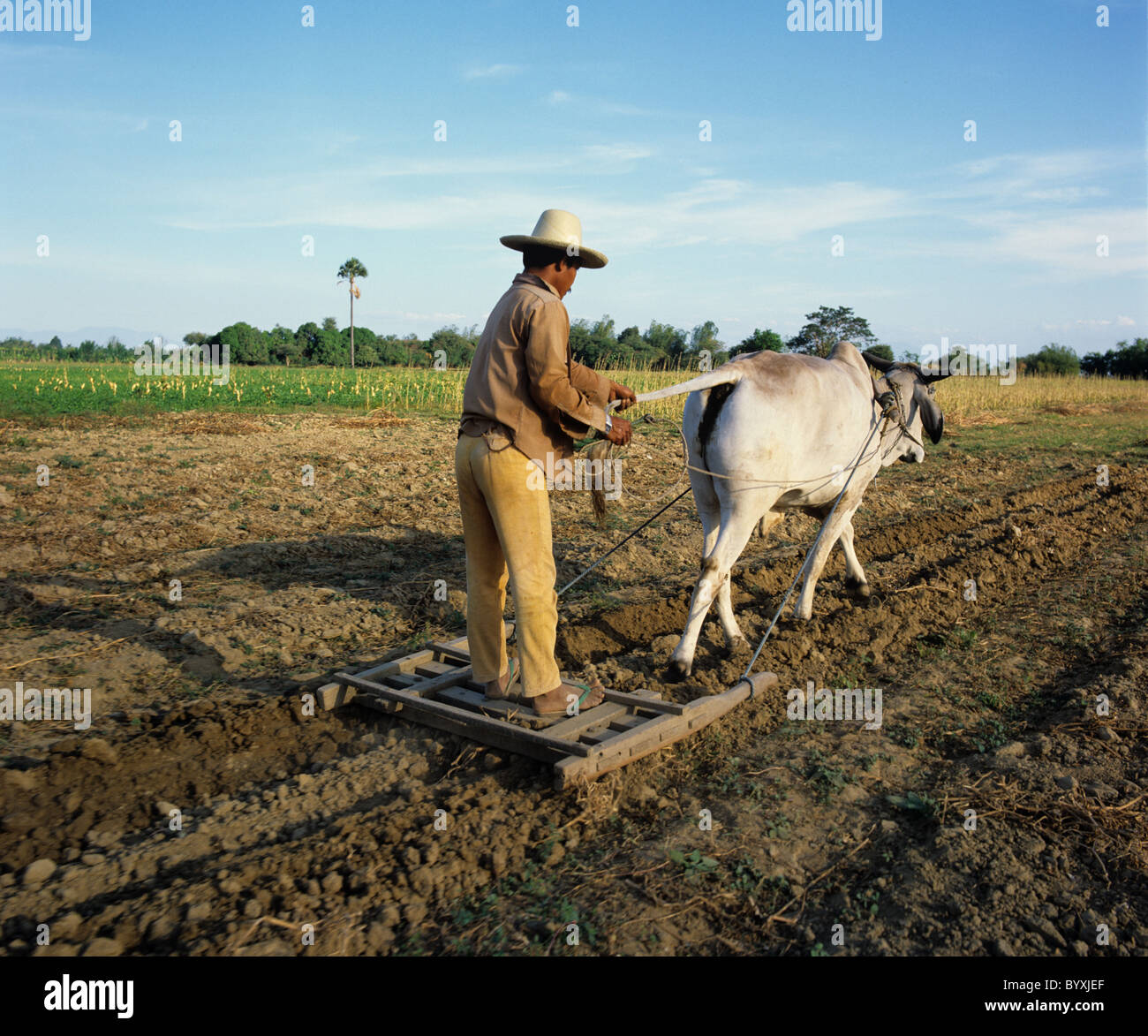 Philippinische Farmerbreaking gepflügten Feld von Satanding auf eine kleine Presse hinter ein Brahman Ochse Stockfoto
